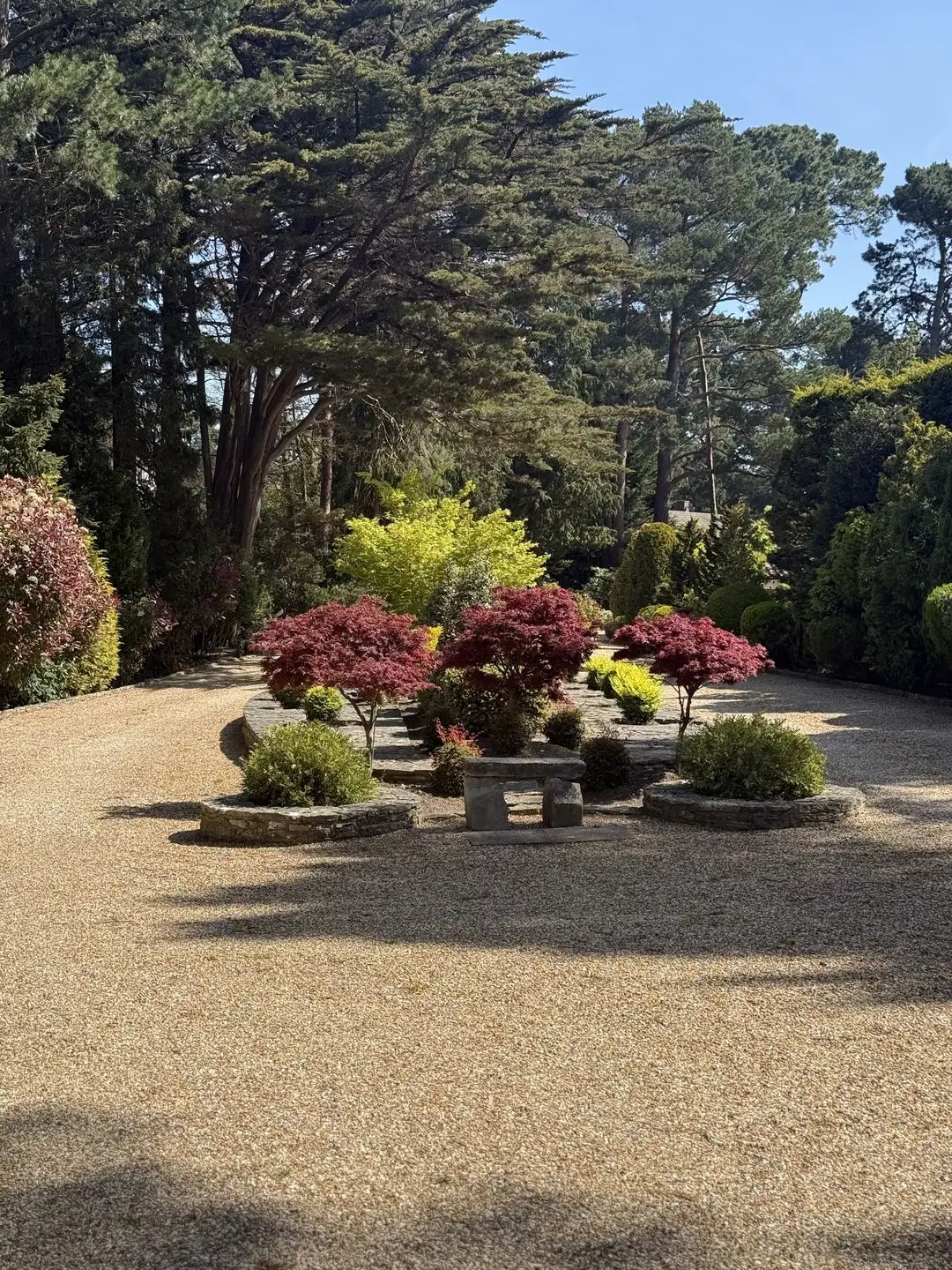 A gravel garden with Japanese maples in stone-edged beds, under tall pines