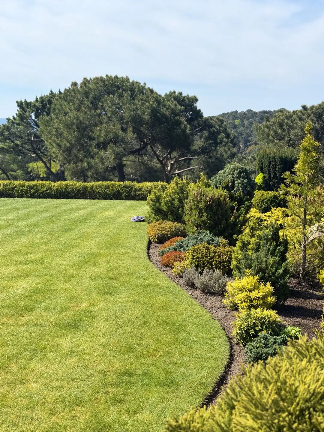 A striped lawn curving beside a border of shrubs and conifers